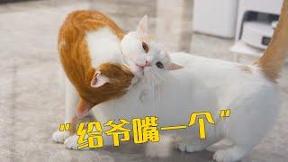 当家里养了4只公猫和1只母猫，会发生什么？