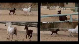 Arabian horse documentary in Egypt وثائقى عن الحصان العربى