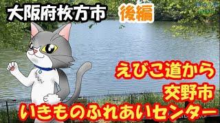 自然満喫【大阪府枚方市　えびこ道から交野市いきものふれあいセンター】後編　5月のおさんぽ　Walk in Hirakata City, Osaka　#散歩 #さんぽ #景色