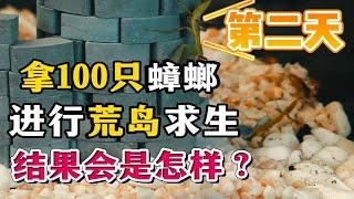 101只蟑螂的荒岛求生！两天过去后，岛上情况怎样了？