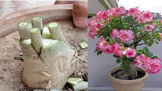 Adenium Easy Grafting Technique | Simple Method To Graft desert rose plant