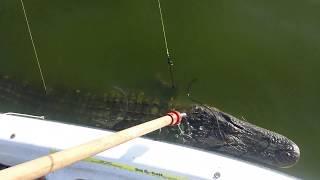 Gator Hunt BANG STICK SHOT ALLIGATOR KILL SHOT | How to use a bang stick