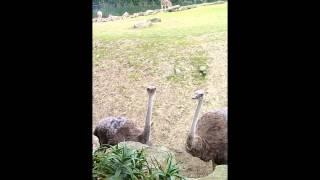 Ostrich Pecking @ Dublin Zoo