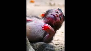 Cute just newborn baby macaque