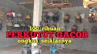 100 ribuan PERKUTUT LOKAL GACOR ongkos seiklasnya