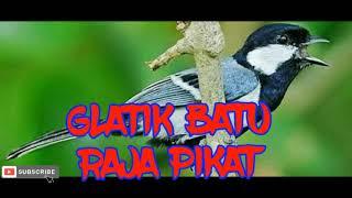 suara pikat glatik batu.. raja pikat