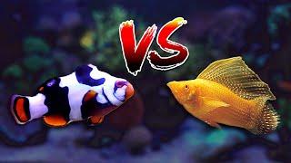 NEW Blackhawk Clownfish!! Sailfin Molly in Reef Tank? DIY/Budget Aquarium Lid