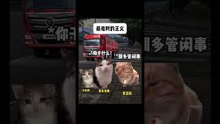 最准时的正义 #猫meme #猫meme小剧场 #cat #猫meme小剧场 #真实改编 #shorts