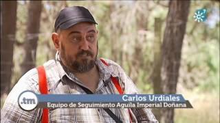 Tierra y Mar & Espacio Protegido Canal Sur. La conservación del Águila imperial en Andalucía