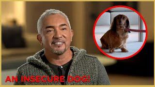 Helping Jerry Seinfeld's Insecure Dog | Cesar 911