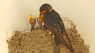 The Swallows of Moore's Mill