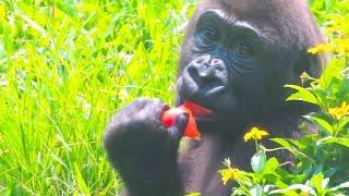 小金剛Ringo吃清冰與番茄Ringo eats ice and tomato#金剛猩猩 #gorilla