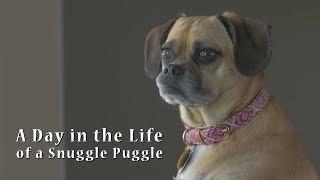 A Day in the Life of a Snuggle Puggle