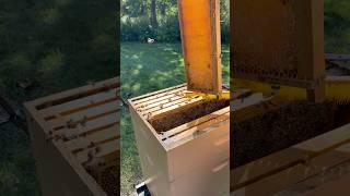  Join me for this late season honey harvest!