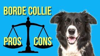 Border Collie Pros and Cons ( You Need To Know )