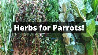 Herbs Your Parrots Can Eat | Parrot Diet Ideas | TheParrotTeacher