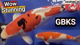 Some of the BEST KOI fish in the UK & some right Bargains