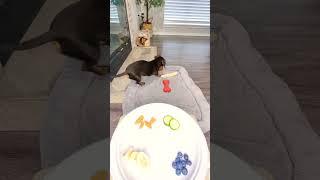 Miniature Dachshund tries human food for the 1st time! ️ (watch full video below) #shorts #dog