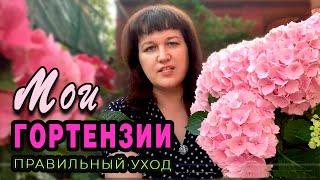 Гортензия крупнолистная. Посадка, уход, удобрения