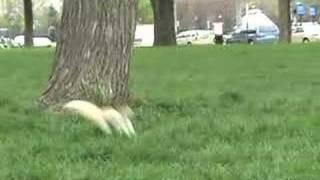 albino squirrel