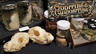 The Oddities & Curiosities Expo 2024 Minneapolis MN! Crazy Taxidermy Entomology Dioramas Medical Art