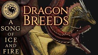 War Dragons, Racing Dragons, Road-Crew Dragons, & more: Extinct Dragon Breeds - House of the Dragon