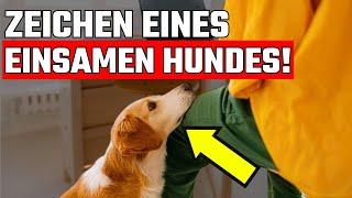 10 Anzeichen dafür, dass Ihr Hund einsam ist - aber Sie wissen es nicht