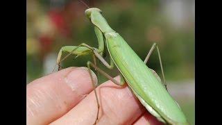 Praying Mantis Attacks!!!