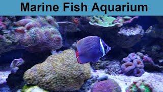 Marine Fish Aquarium - Aquarium Fish Shop Karachi