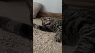 #coversong #cat #веселыекоты #прикольныекоты #красиваякошка #funny #моякошка