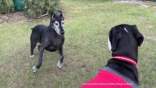 Happy Talkative Senior Great Dane Wants To Play With Recovering Sister Dog