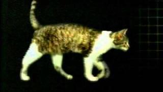 Cat Walk Profile.mov