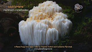 Birth and death of a Lion's Mane mushroom