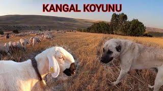 KANGAL KOYUNU RAHATA KAVUŞTU