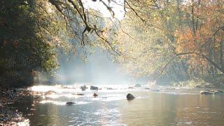 Experience forest bathing therapy with Carolynne Crawley, Certified forest therapy guide