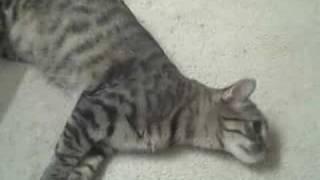 Miranda's adoption video www.catsforlife.rescuegroups.org
