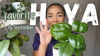 HOYA EDITION | September Houseplant favourites