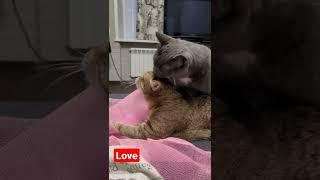 Love, Love, Love....