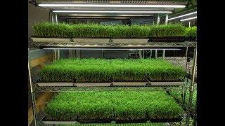 Professional Microgreens Setup