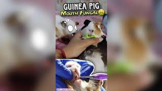 Guinea Pig Mouth Fungal Infection. symptoms and treatment #part1