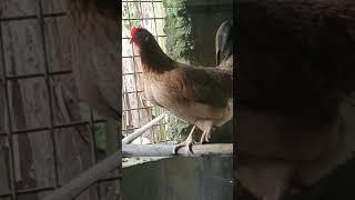 Hen# Sound#Song#Short