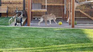 The cheetah is playing with the ball!