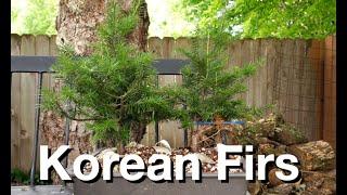 Korean Fir Prunes:  Dave's Bonsai E425