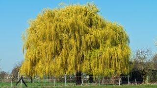 Trauerweide (Salix babylonica)