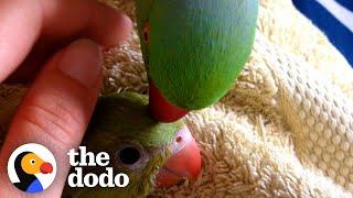 Sweet Little Parrot Gets A Baby Sister Who’s The Total Opposite | The Dodo