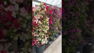 15 Seconds of Bougainvillea! #gardening #landscape #garden #landscaping #backyard #flowers