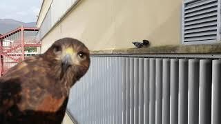 Harris hawk hunting pigeons. First attempt 