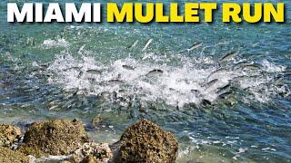 EPIC FISHING Mullet Run - Miami Beach, Florida