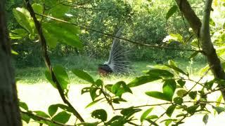 Beautiful Peacock Dancing |KunalKirtiwithNature