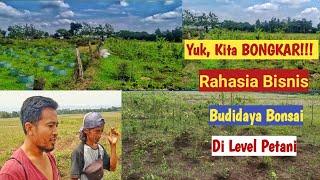 Bisnis Bahan Bonsai Menjanjikan | intip Budidaya Bahan Bonsai di Level Petani